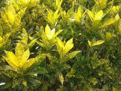 洒金桃叶珊瑚 洒金桃叶珊瑚