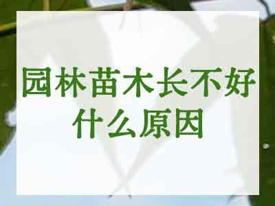 园林苗木长不好什么原因