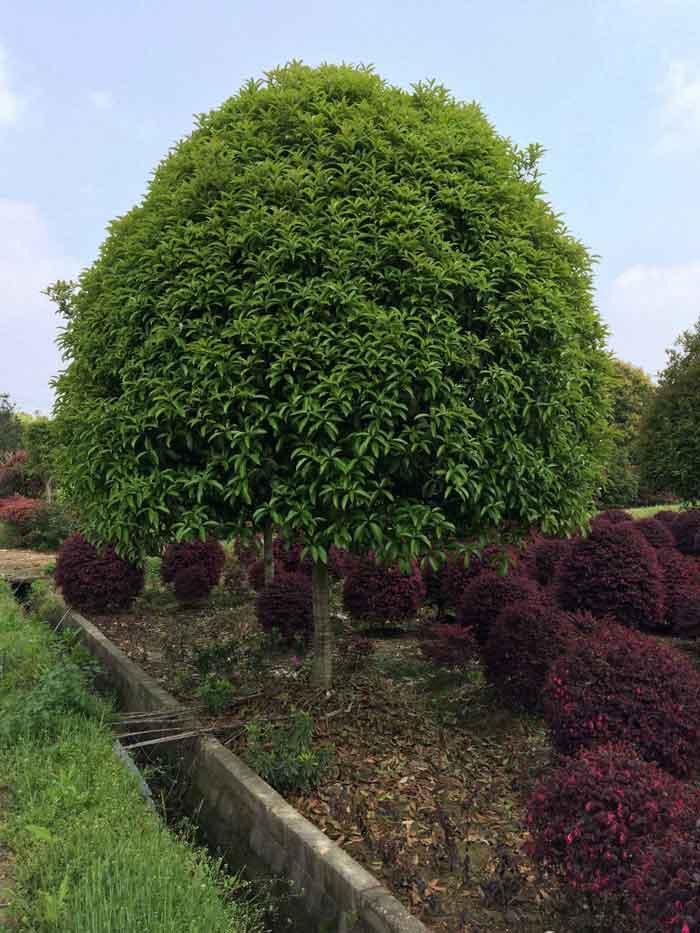 桂花树