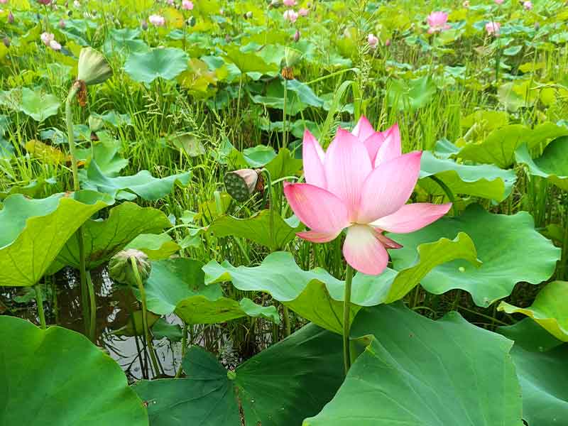 十二种常见河道生态修复方法