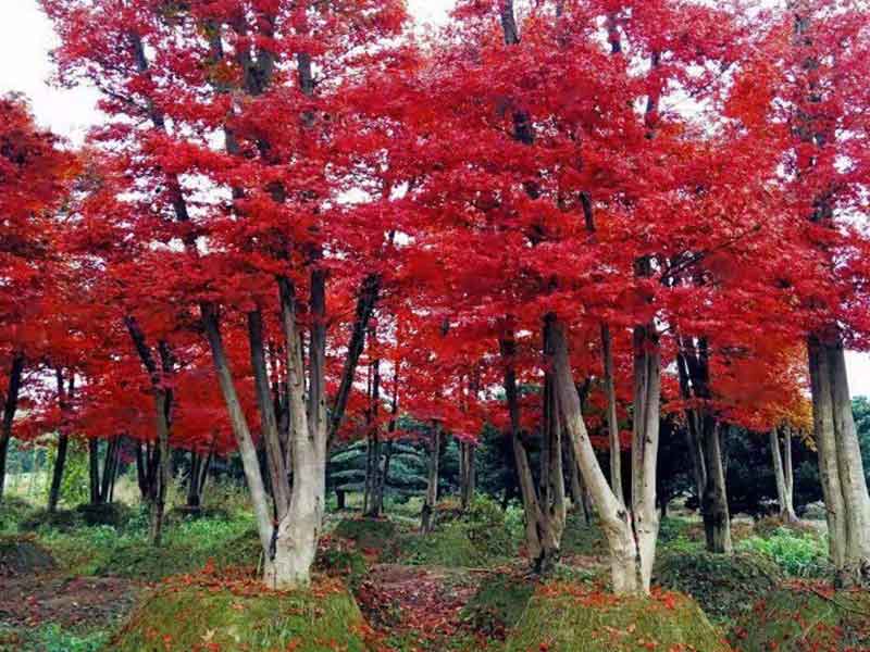 嫁接日本红枫